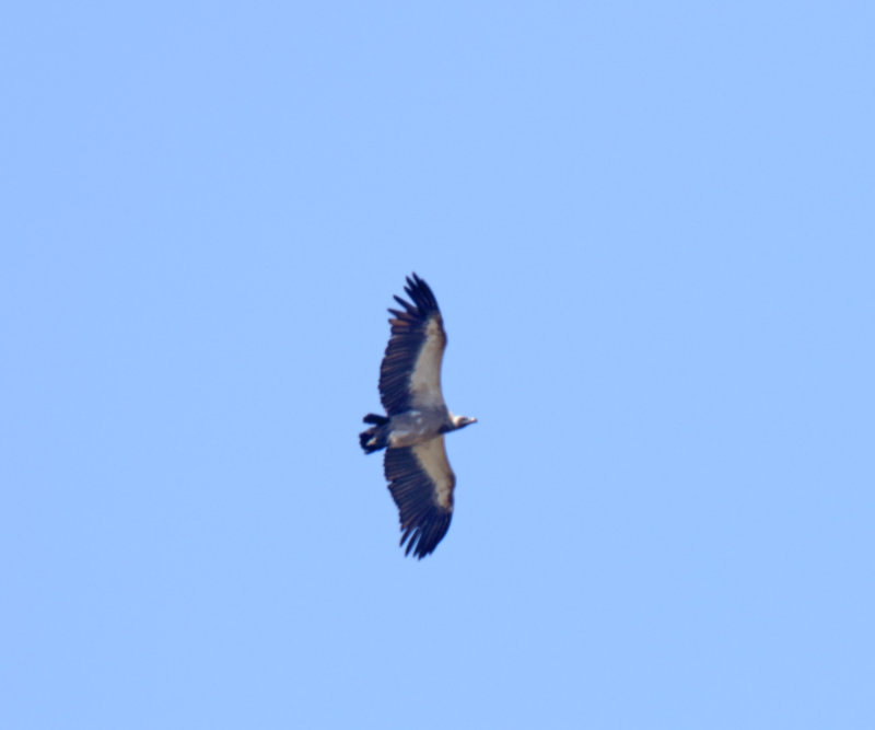 Cape Vulture_4925.jpg