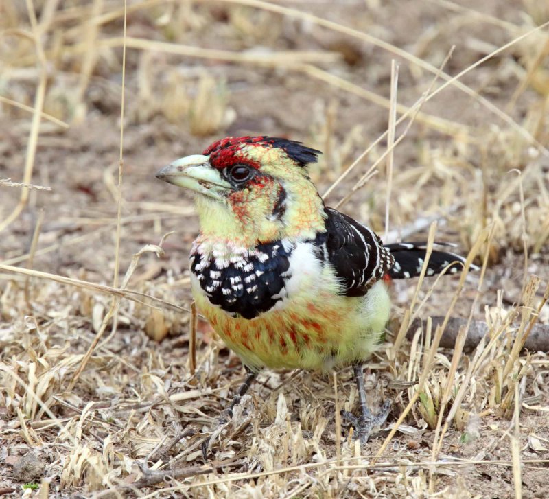 Crested Barbet_1341.jpg