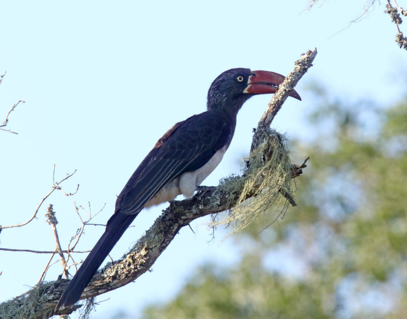 Crowned Hornbill_6928.jpg