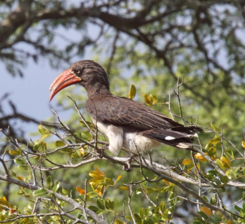 Crowned Hornbill_8462.jpg