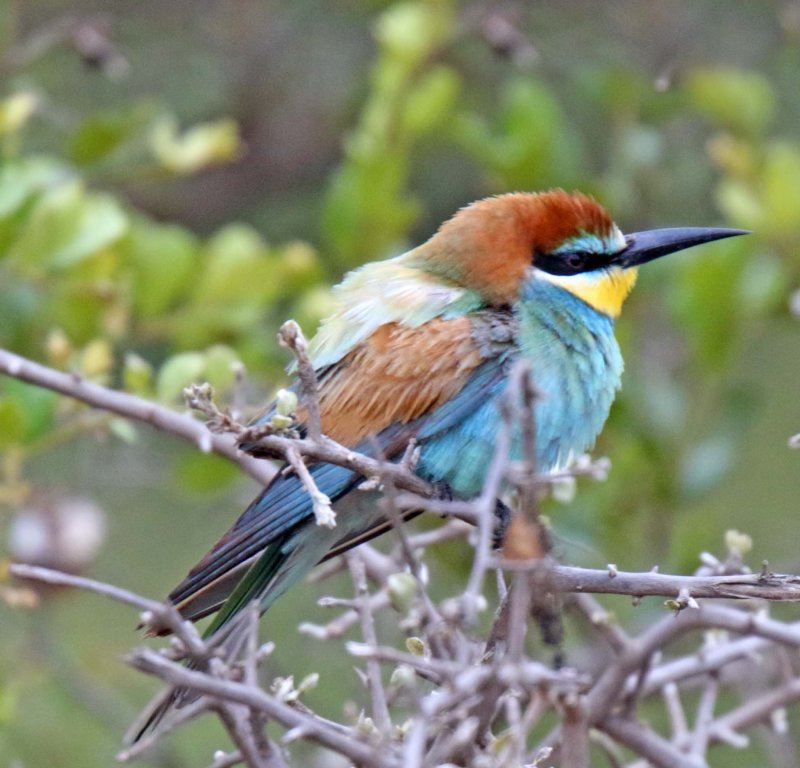 European Bee-eater_5098.jpg