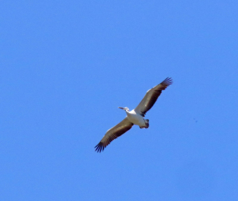 Great White Pelican_1686.jpg