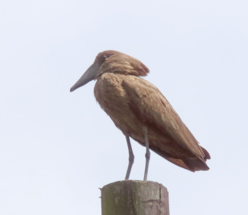 Hamerkop_0159.jpg