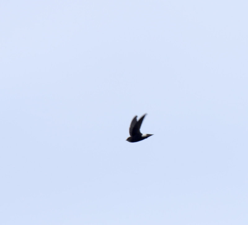 Horus Swift_9857.jpg