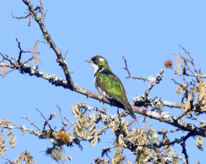 Klaass Cuckoo - male_6174.jpg
