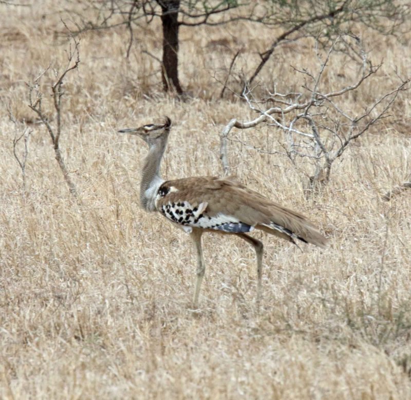 Kori Bustard_3848.jpg