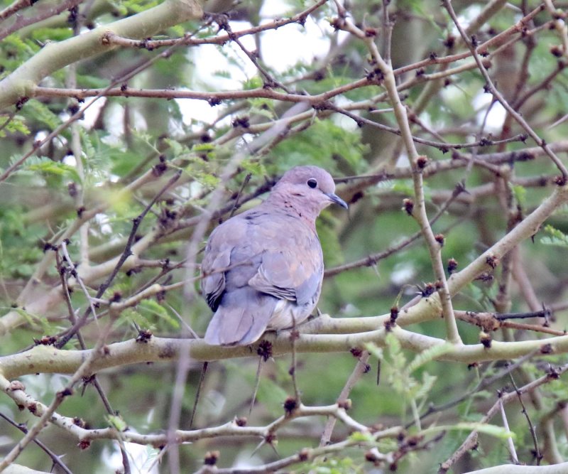 Laughing Dove_9226.jpg