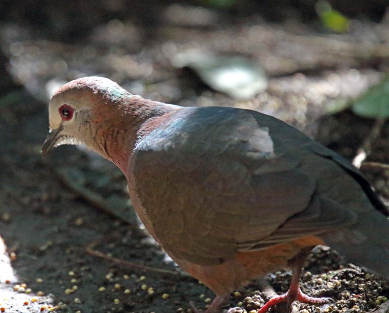 Lemon Dove_0696.jpg