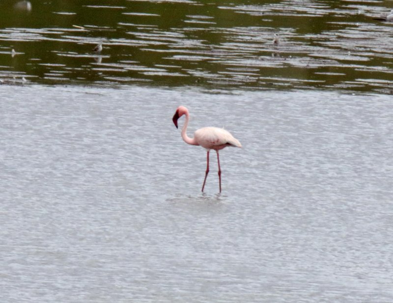 Lesser Flamingo_7947.jpg