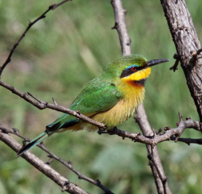 Little Bee-eater_4671.jpg