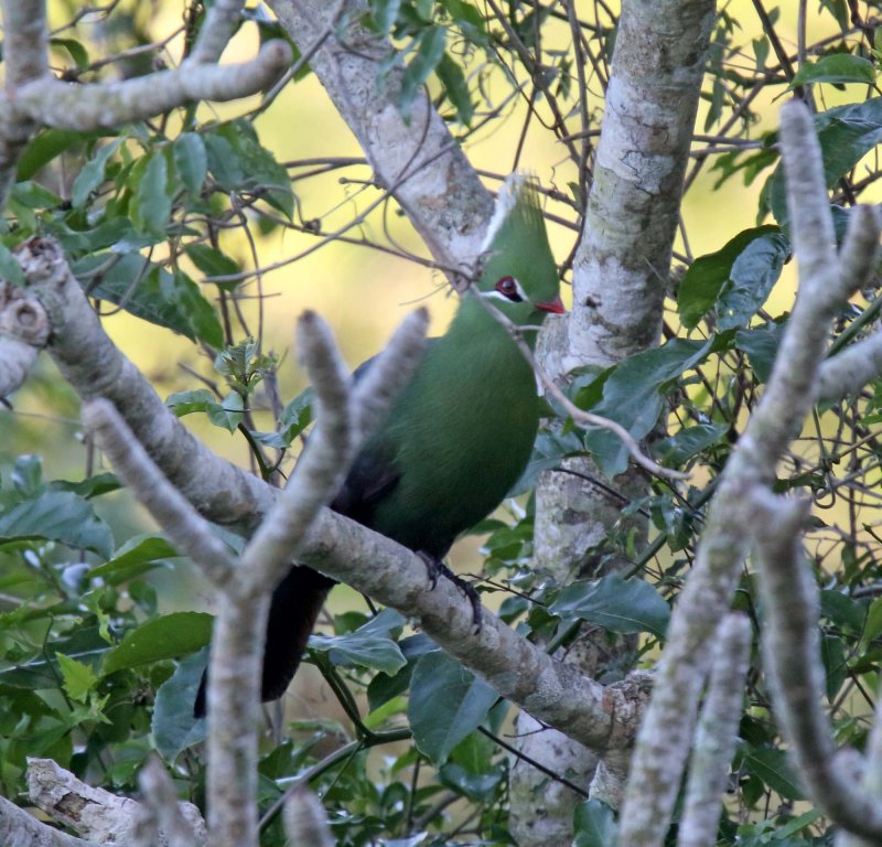 Livingstones Turaco_2894.jpg