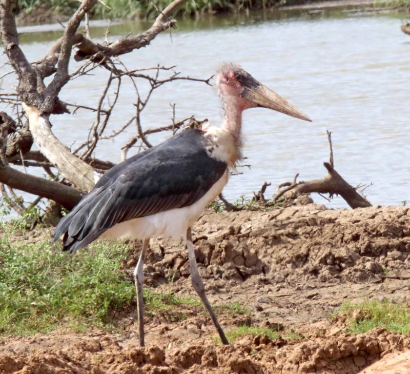 Marabou Stork_9142.jpg