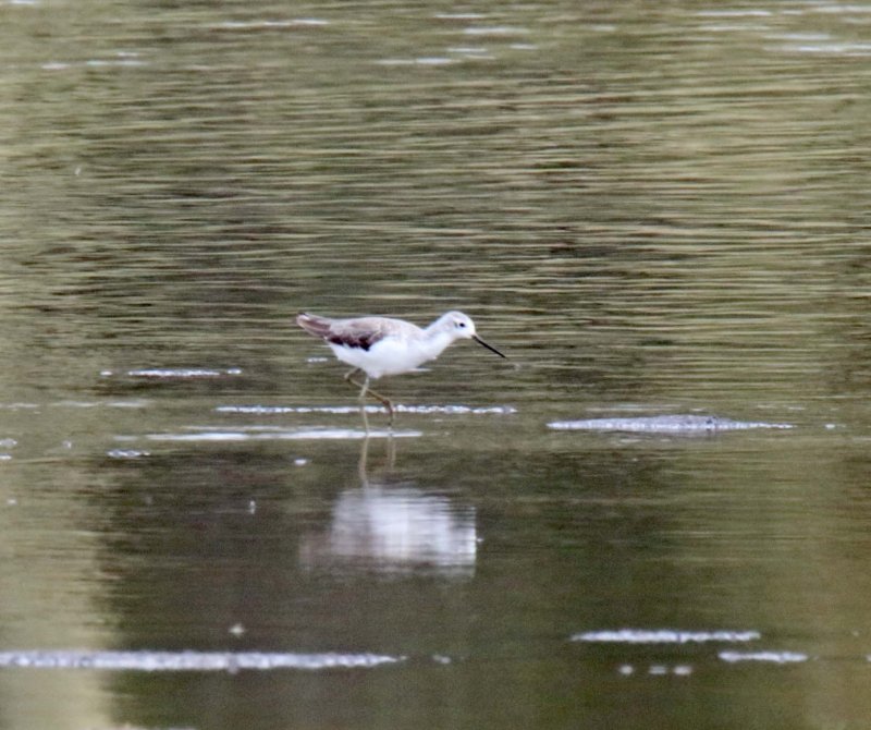 Marsh Sandpiper_7976.jpg