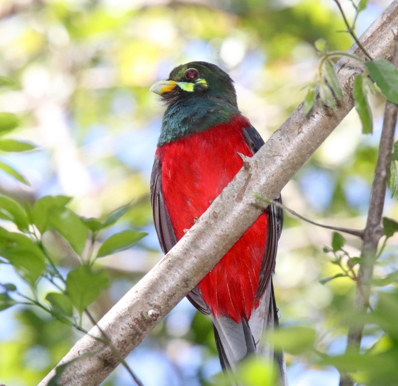 Narina Trogon - male_1414.jpg