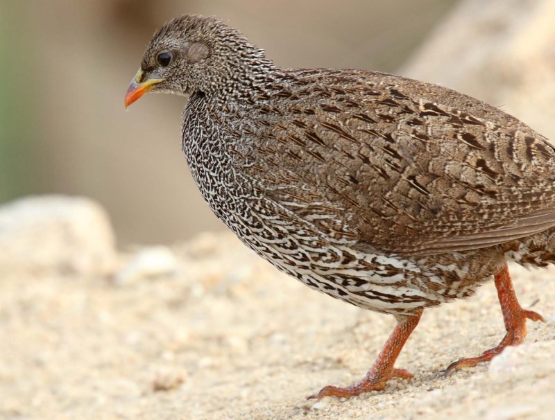 Natal Spurfowl_5252.jpg