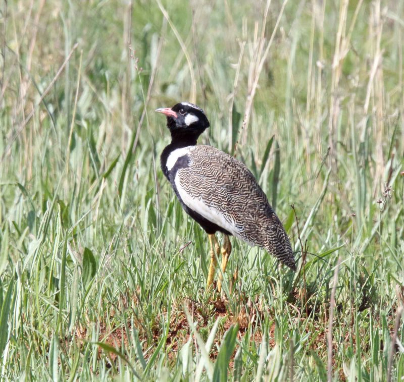 Northern Black Korhaan_7801.jpg