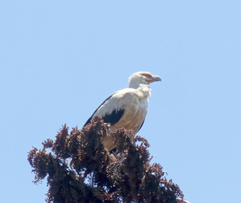 Palm-nut Vulture_1722.jpg