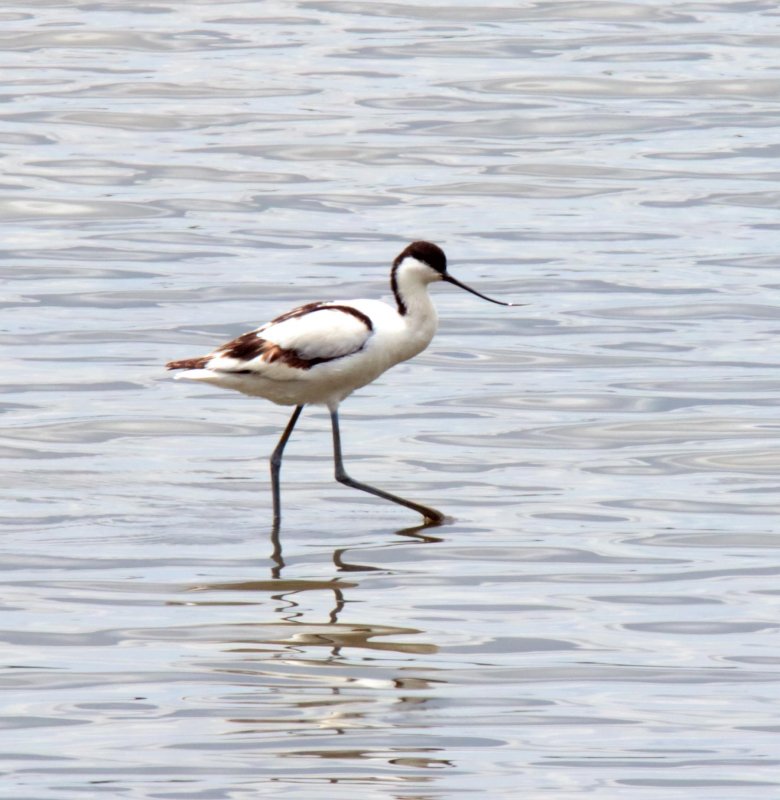 Pied Avocet_8221.jpg