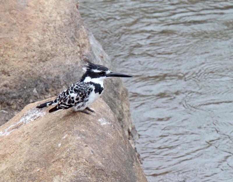 Pied Kingfisher_1430.jpg