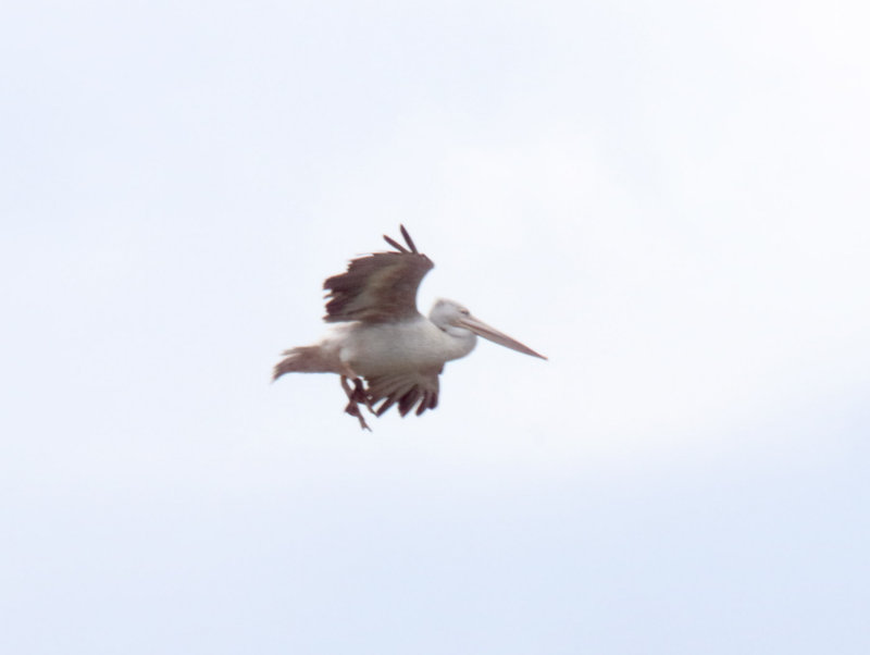 Pink-backed Pelican_8263.jpg