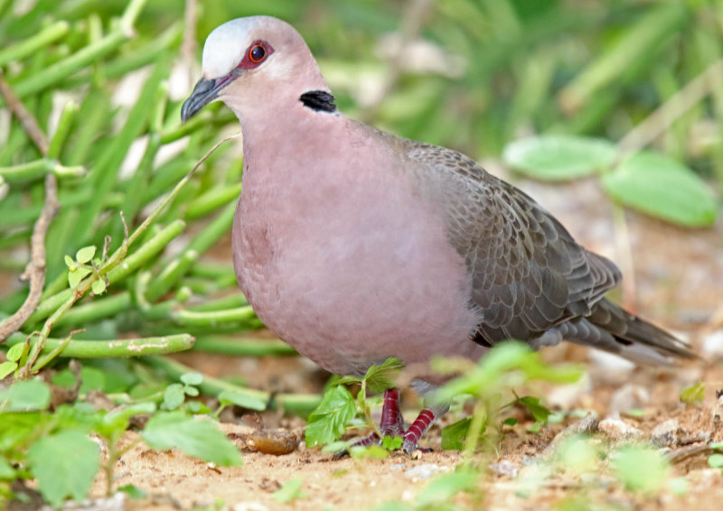 Red-eyed Dove_9114.jpg