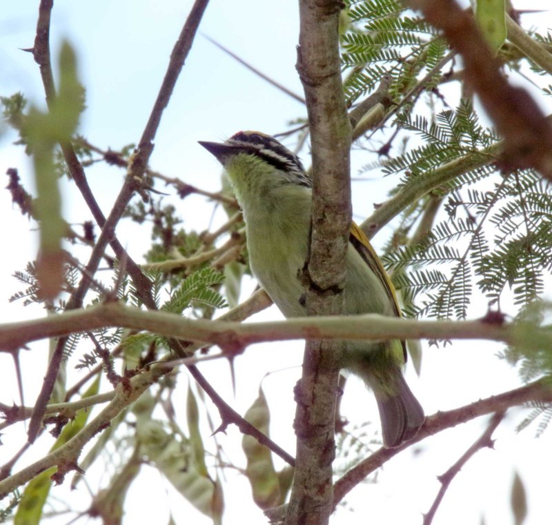Southern Red-fronted Tinkerbird_8178.jpg
