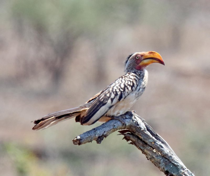 Southern Yellow-billed Hornbill_0020.jpg