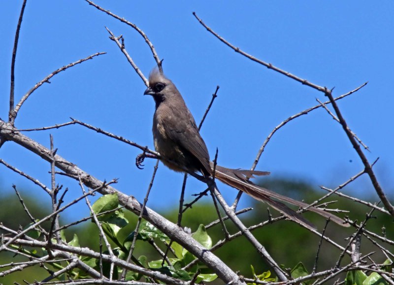 Speckled Mousebird_3397.jpg