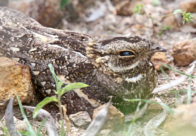 Square-tailed Nightjar_8308.jpg