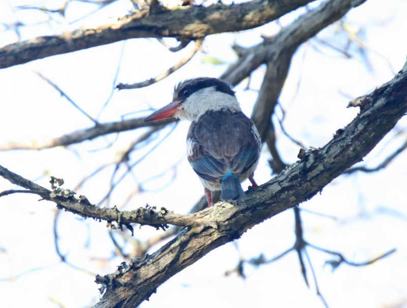 Striped Kingfisher_6960.jpg