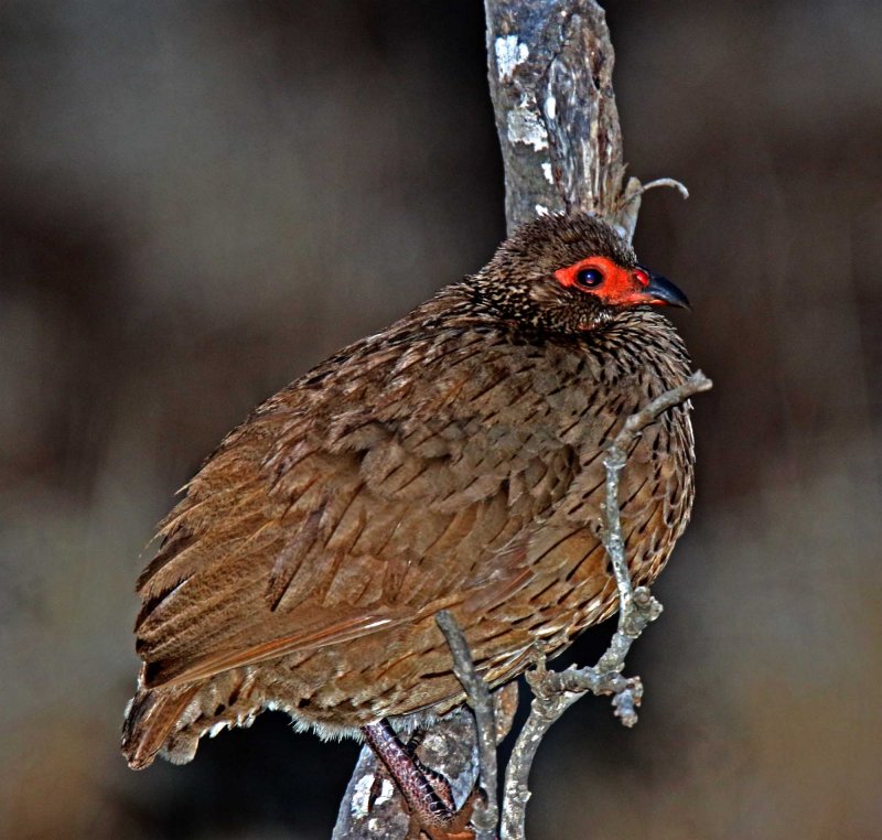 Swainsons Spurfowl_4064.jpg