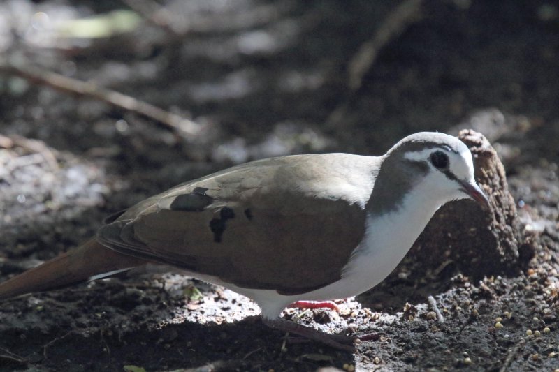Tambourine Dove - male_0681.jpg