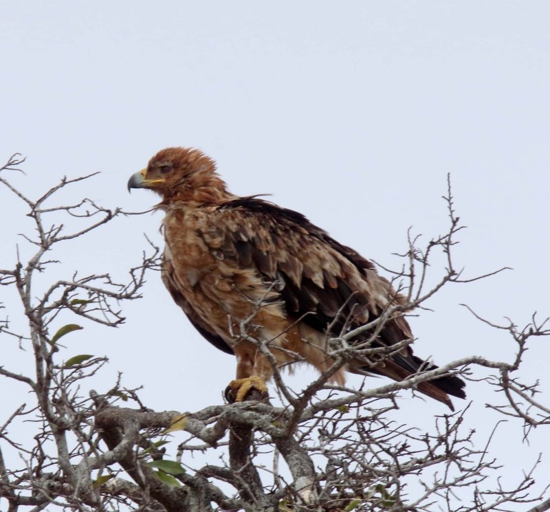 Tawny Eagle_5275.jpg