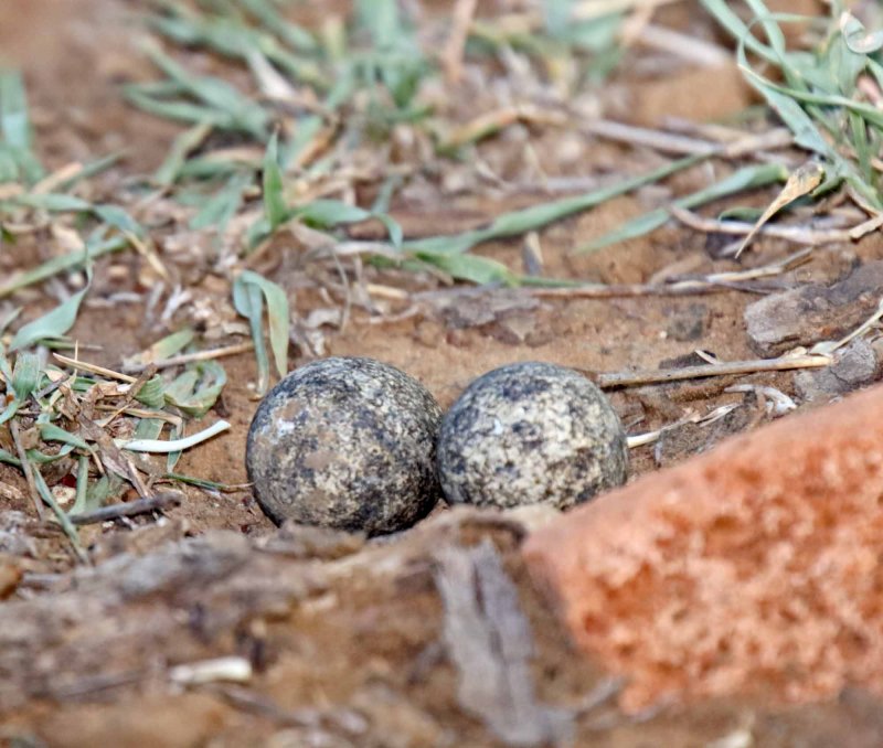 Three-banded Plover - eggs_9712.jpg