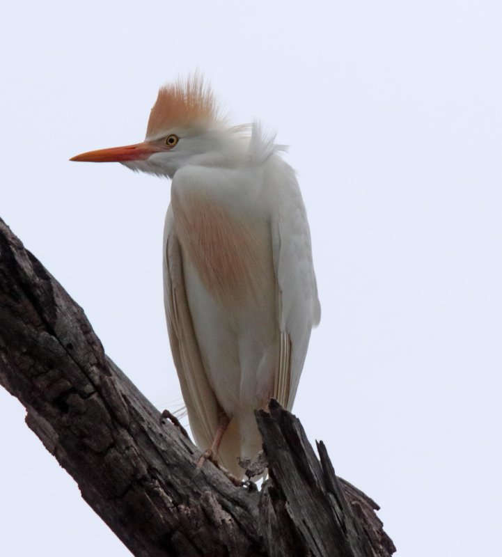 Western Cattle Egret_1124.jpg