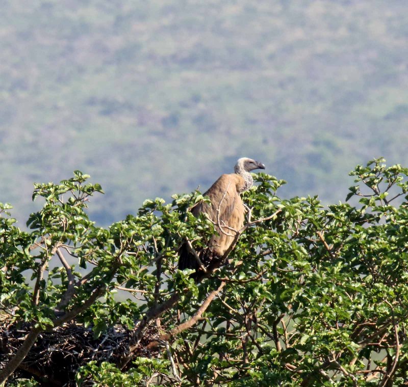 White-backed Vulture_4354.jpg