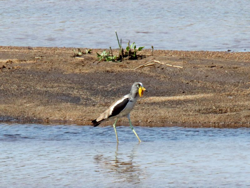 White-crowned Lapwing_0629.jpg