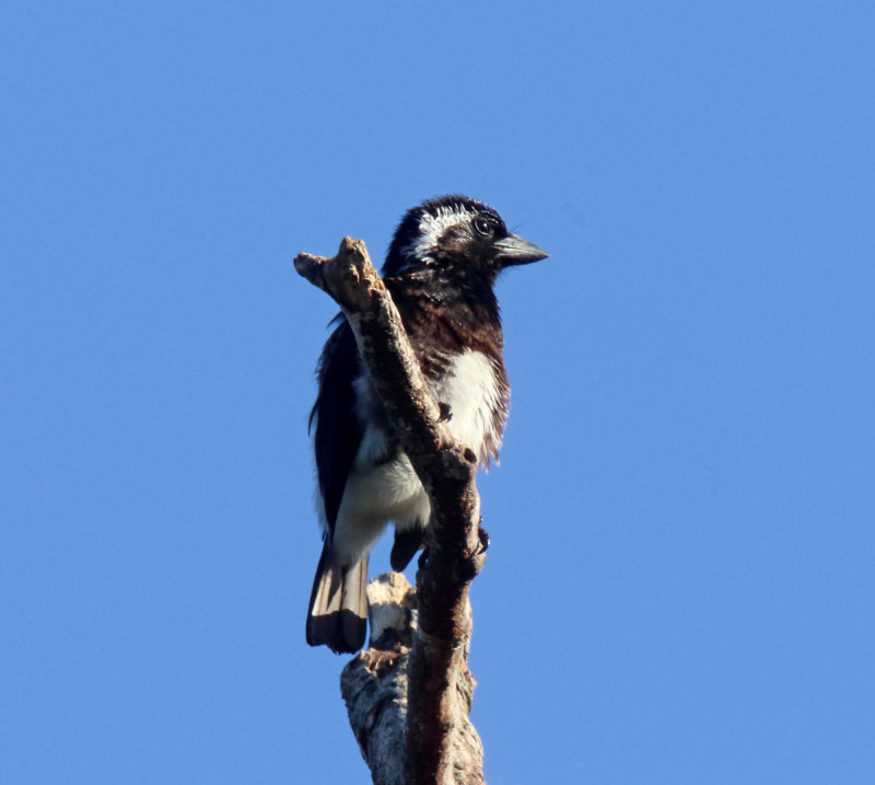 White-eared Barbet_1280.jpg