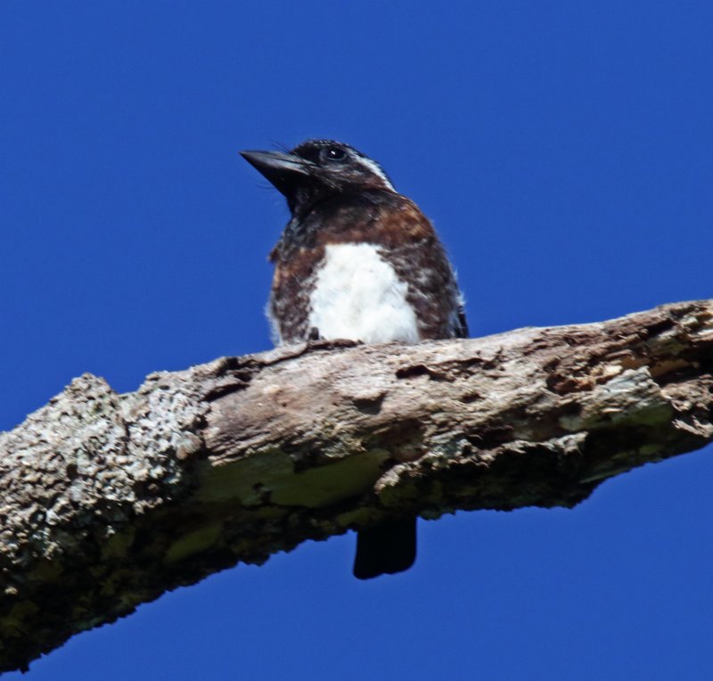 White-eared Barbet_3529.jpg