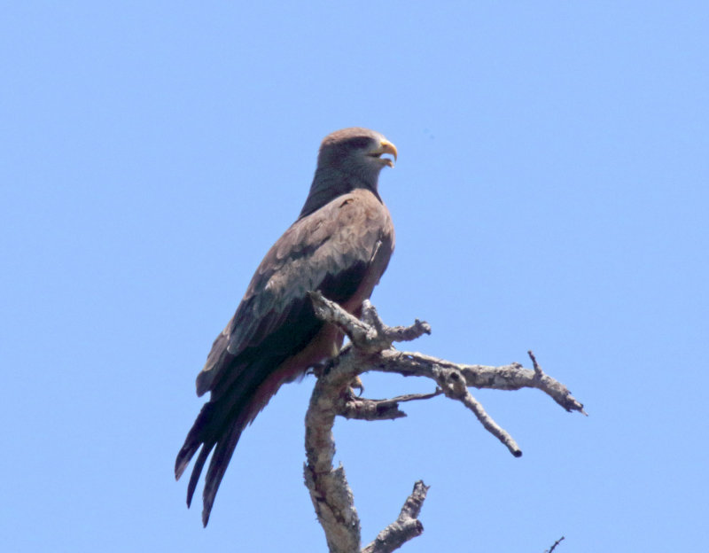 Yellow-billed Kite_6742.jpg