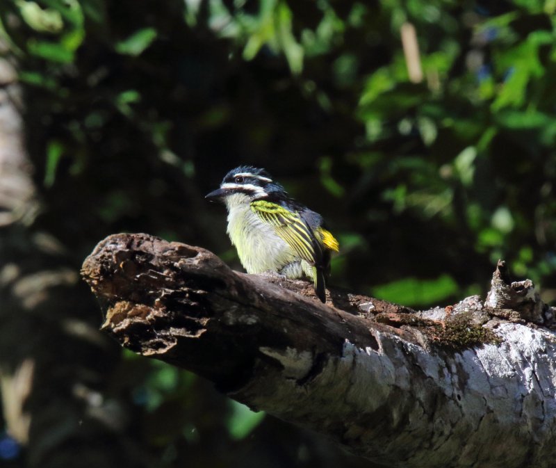 Yellow-rumped Tinkerbird_2884.jpg