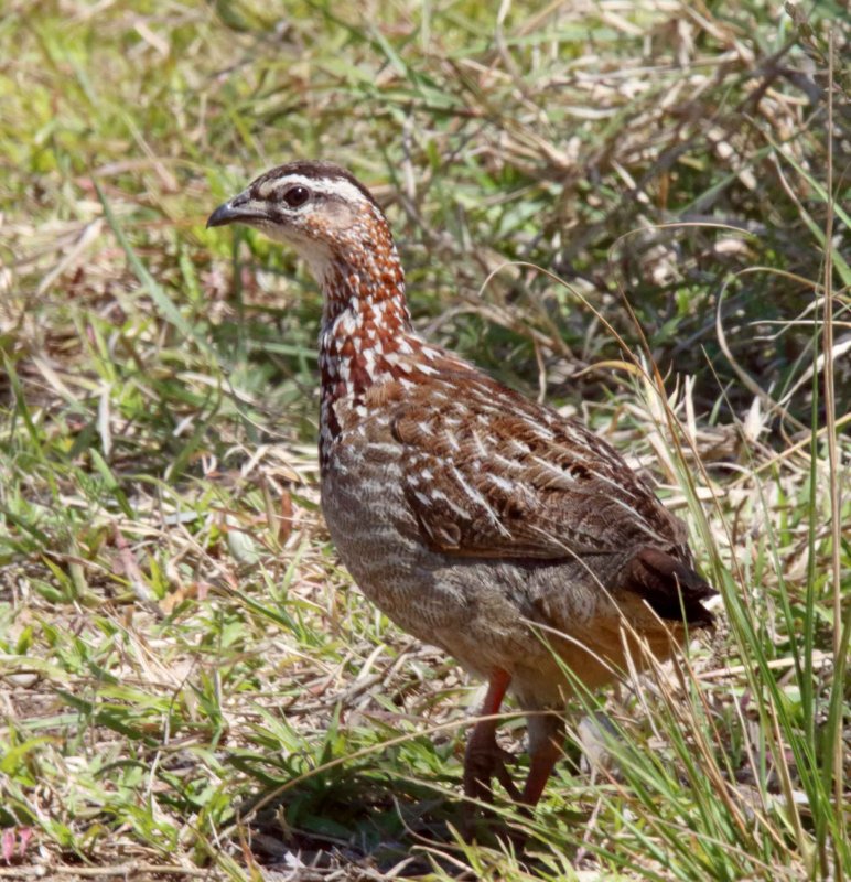 Crested Francolin_4784.jpg