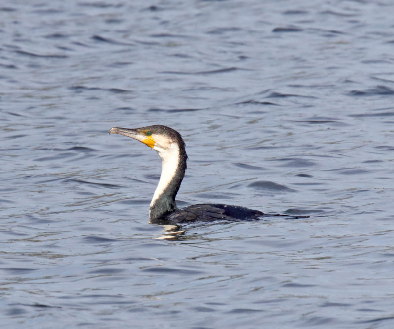 Great Cormorant - adult_7655.jpg 