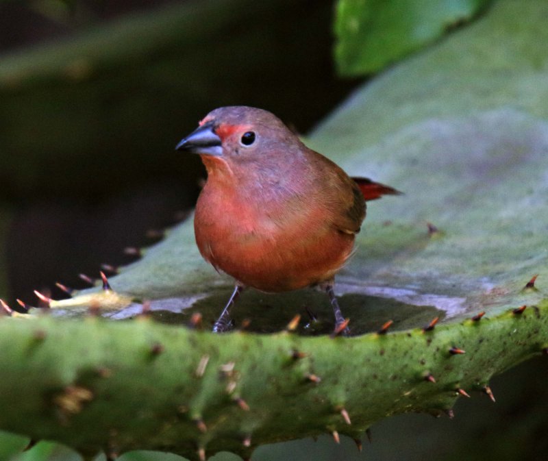 African Firefinch - male_6754.jpg