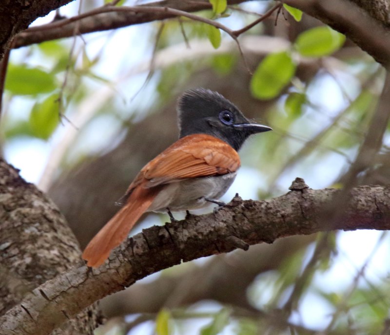 African Paradise Flycatcher - female_9113.jpg