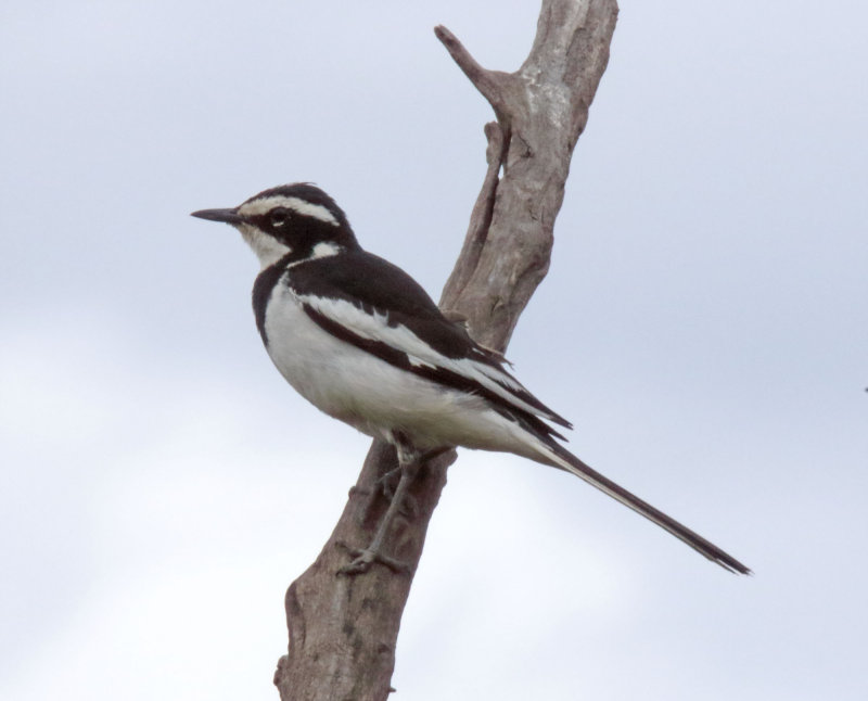 African Pied Wagtail_9752.jpg
