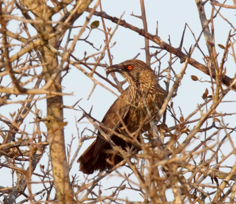 Arrow-marked Babbler_9783.jpg