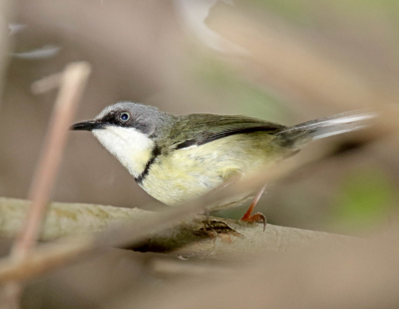 Bar-throated Apalis_8961.jpg