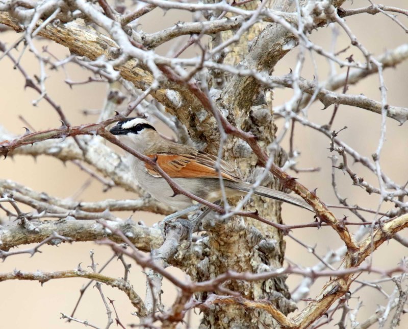 Black-crowned Tchagra_3434.jpg