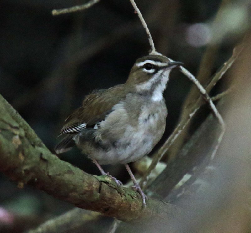 Brown Scrub Robin_3146.jpg